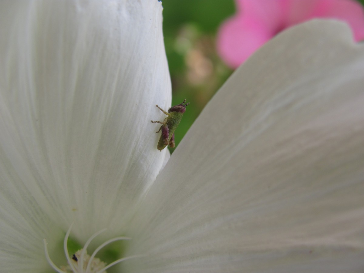 Κρητική ύπαιθρος